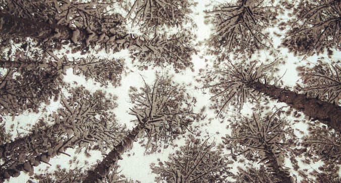 featured image for post: When the Ground is Covered with Snow